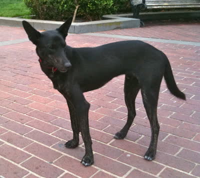 法老王猎犬-品系百科