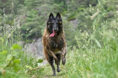 比利时特伏丹犬-品系百科