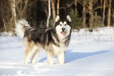 阿拉斯加雪橇犬-品系百科