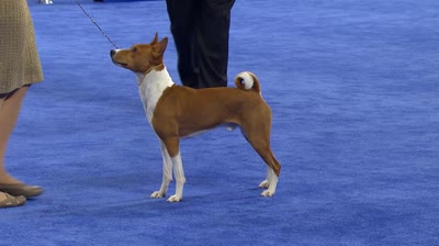 巴仙吉犬-品系百科