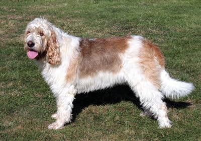 猎水獭犬-品系百科