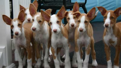 伊比赞猎犬-品系百科