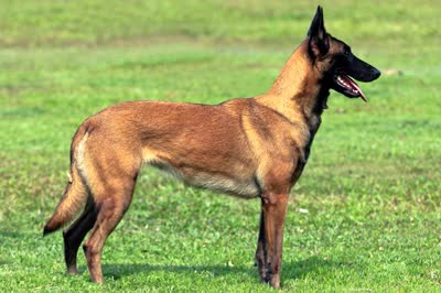 比利时马林诺斯犬-品系百科 比利时马林诺斯犬-品系百科