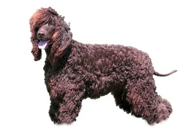 爱尔兰水猎犬-品系百科