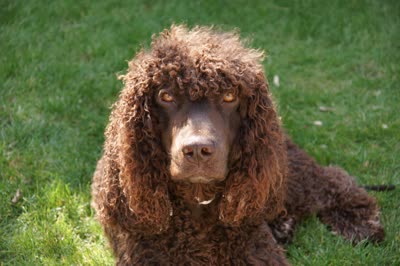 爱尔兰水猎犬-品系百科