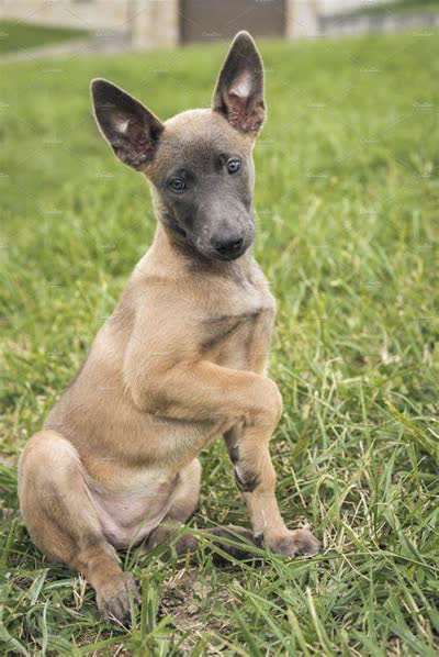 比利时马林诺斯犬-品系百科