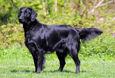 平毛寻回犬-品系百科 平毛寻回犬-品系百科