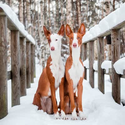伊比赞猎犬-品系百科