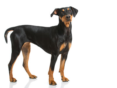 德国宾莎犬-品系百科