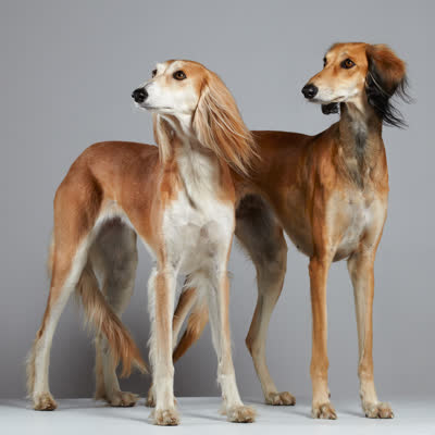 萨路基猎犬-品系百科