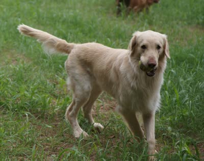 平毛寻回犬-品系百科