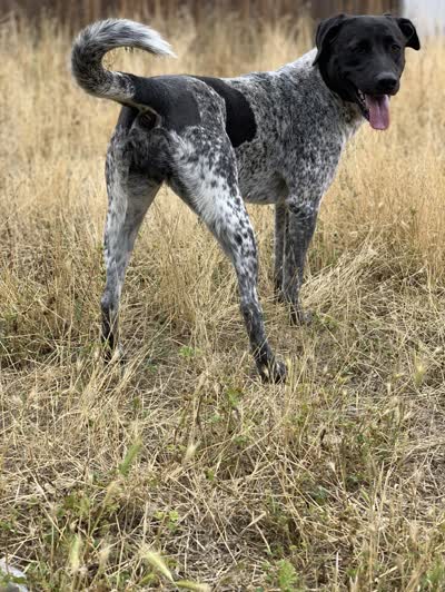 德国短毛波音达-品系百科