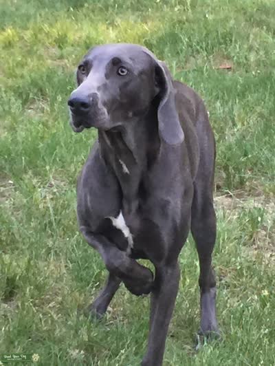 威玛犬-品系百科