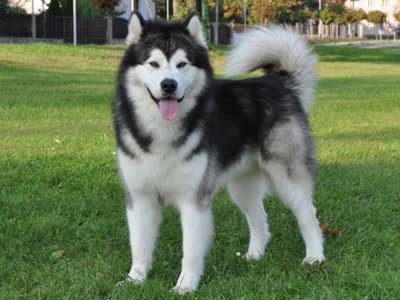 阿拉斯加雪橇犬-品系百科 阿拉斯加雪橇犬-品系百科