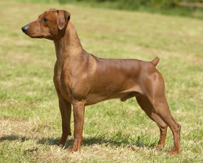 德国宾莎犬-品系百科