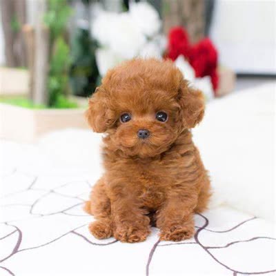 贵宾犬-品系百科