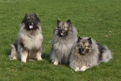 荷兰毛狮犬-品系百科