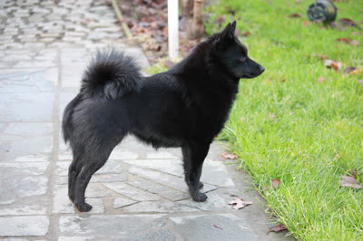 西帕基犬-品系百科