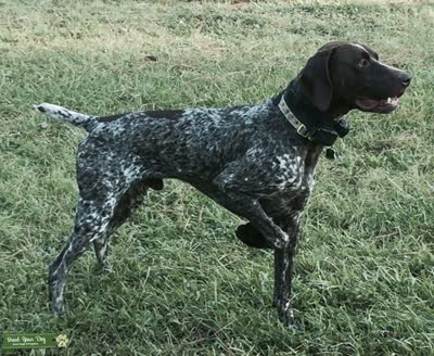 德国短毛波音达-品系百科