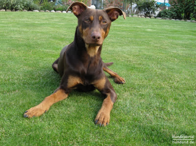 德国宾莎犬-品系百科