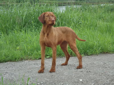 维希拉猎犬-品系百科
