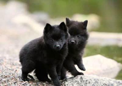 西帕基犬-品系百科