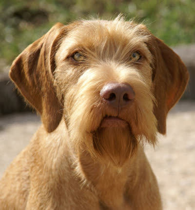 维希拉猎犬-品系百科