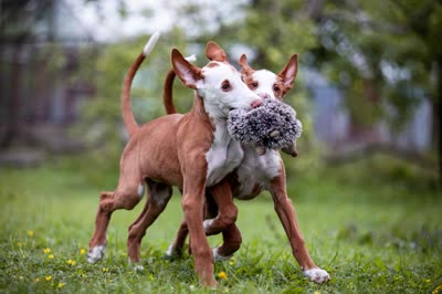 伊比赞猎犬-品系百科