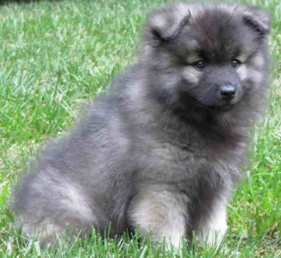 荷兰毛狮犬-品系百科