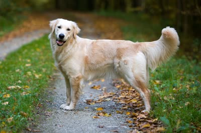 金毛寻回犬-品系百科