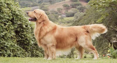 金毛寻回犬-品系百科