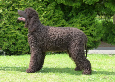 爱尔兰水猎犬-品系百科