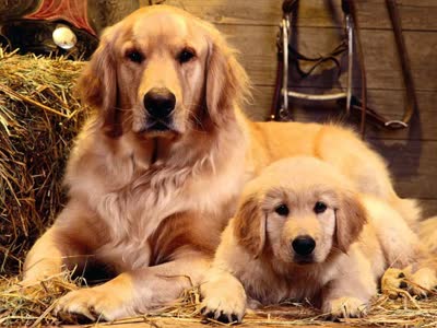 金毛寻回犬-品系百科