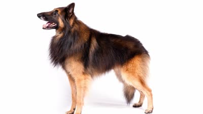 比利时特伏丹犬-品系百科