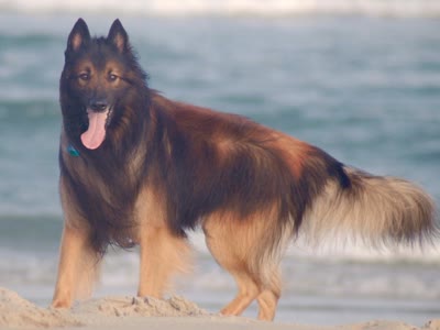 比利时特伏丹犬-品系百科