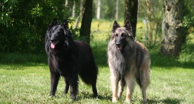 比利时特伏丹犬-品系百科