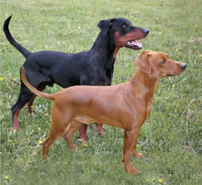 德国宾莎犬-品系百科