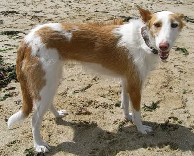 伊比赞猎犬-品系百科