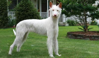 伊比赞猎犬-品系百科