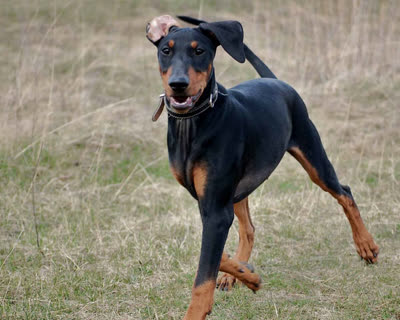 德国宾莎犬-品系百科