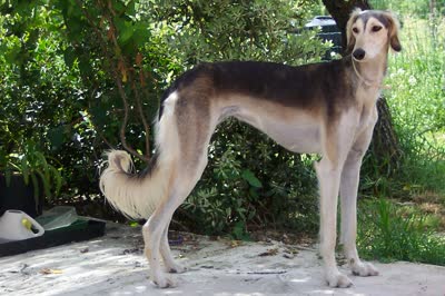 萨路基猎犬-品系百科
