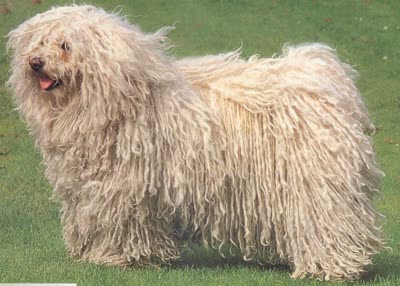 波利犬-品系百科