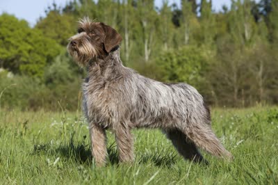 硬毛指示格里芬犬-品系百科 硬毛指示格里芬犬-品系百科