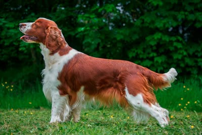 威尔士跳猎犬-品系百科