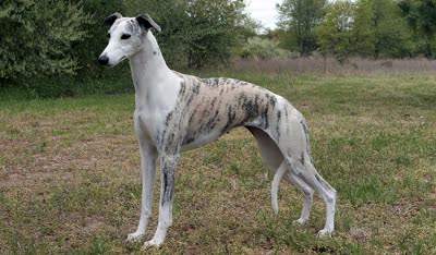惠比特犬-品系百科 惠比特犬-品系百科