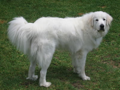 大白熊犬-品系百科 大白熊犬-品系百科