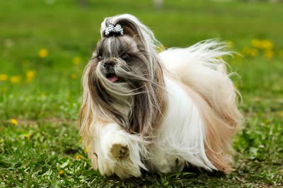 西施犬-品系百科