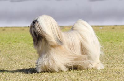 拉萨犬-品系百科