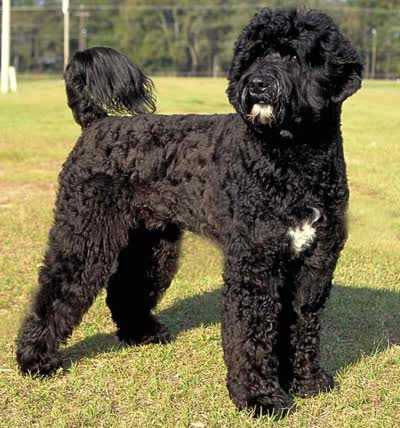 葡萄牙水犬-品系百科