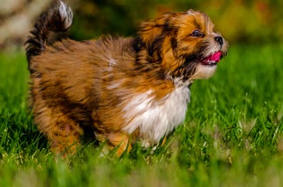 拉萨犬-品系百科